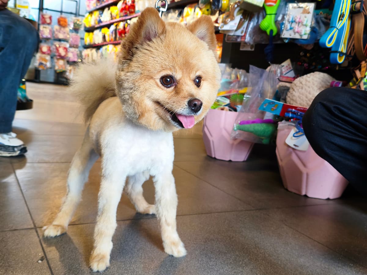 Barko The Pet Store Front Sector 11 Panchkula